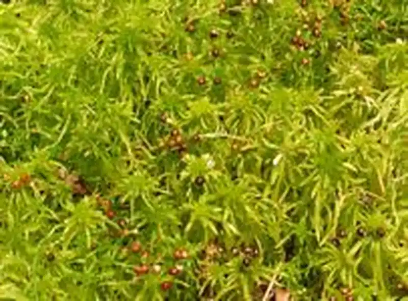 Fotografie Sphagnum fimbriatum Wilson
