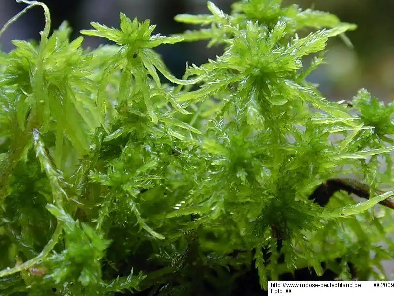 Fotografie Sphagnum inundatum Russow