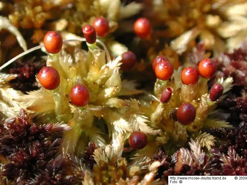 Fotografie Sphagnum lindbergii Schimp.
