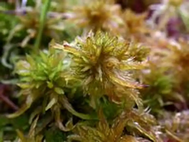 Fotografie Sphagnum majus (Russow) C.E.O.Jensen