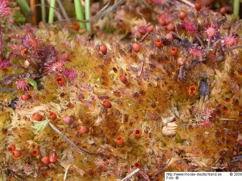 Fotografie Sphagnum molle Sull.