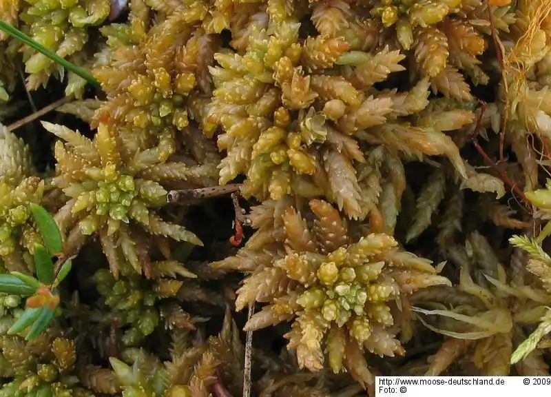 Fotografie Sphagnum papillosum Lindb.