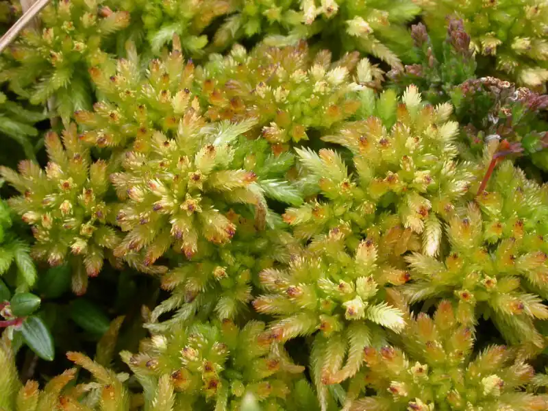 Fotografie Sphagnum pulchrum (Lindb. ex Braithw.) Warnst.