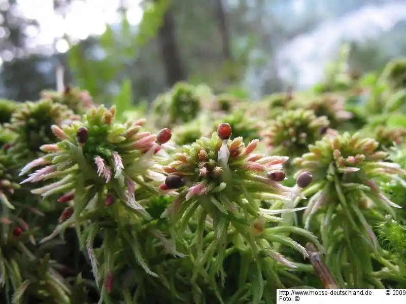 Fotografie Sphagnum quinquefarium (Braithw.) Warnst.