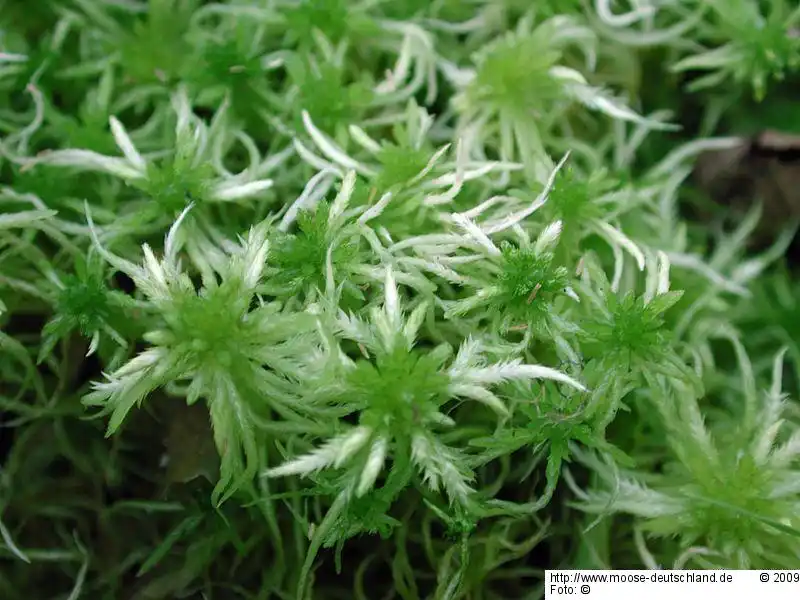 Fotografie Sphagnum riparium Ångstr.