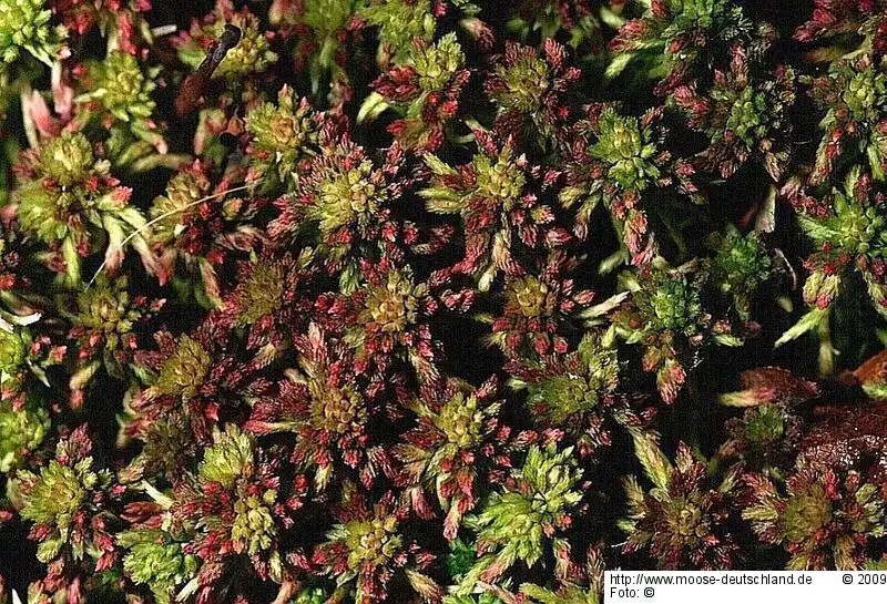 Fotografie Sphagnum rubellum Wilson