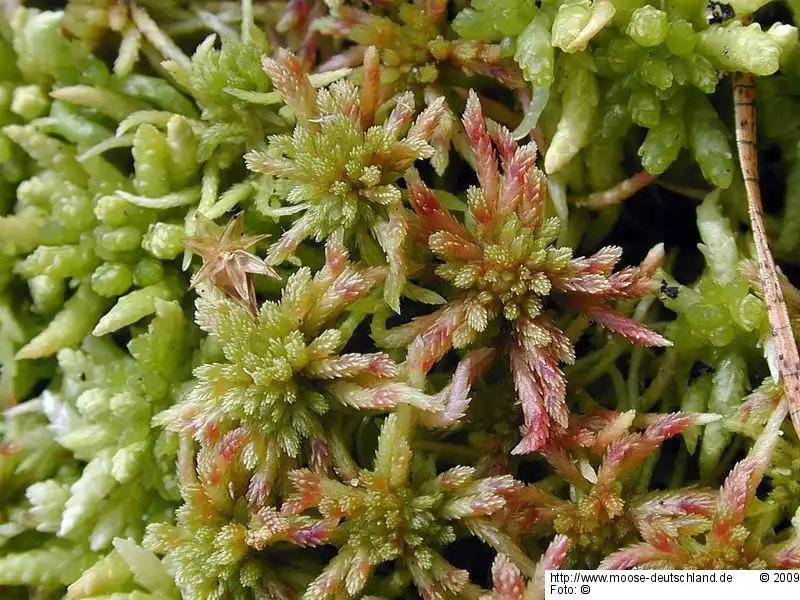 Fotografie Sphagnum russowii Warnst.