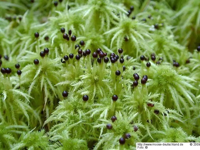 Fotografie Sphagnum squarrosum Crome