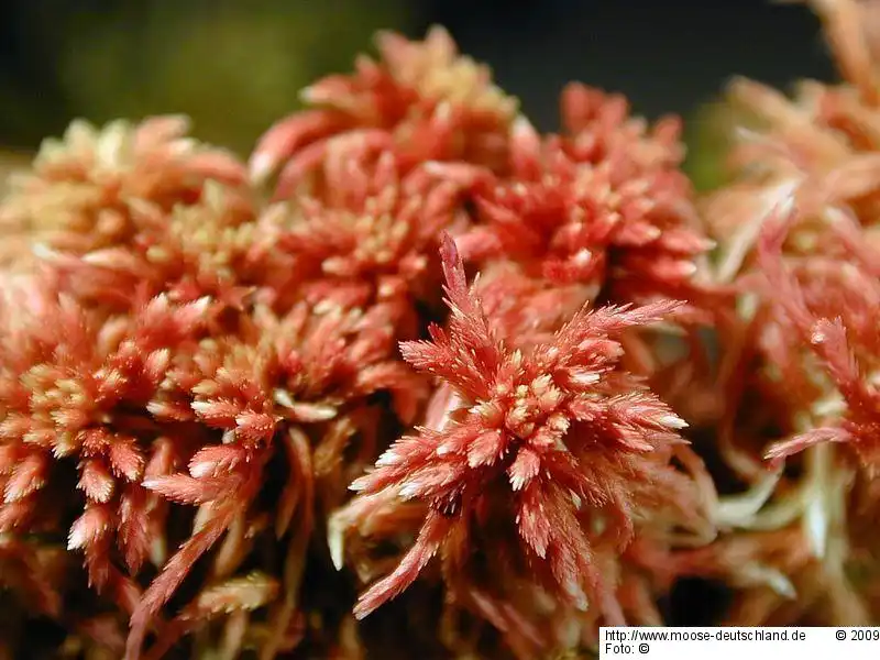 Fotografie Sphagnum subnitens Russow & Warnst.