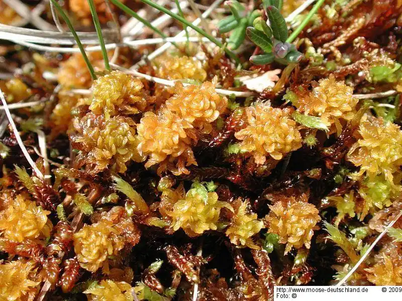 Fotografie Sphagnum subsecundum Nees