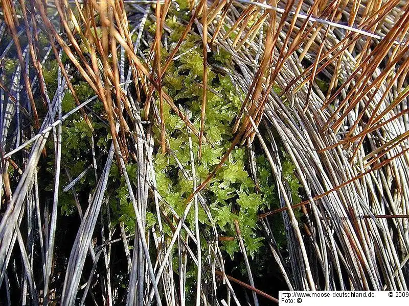 Fotografie Sphagnum tenellum (Brid.) Brid.