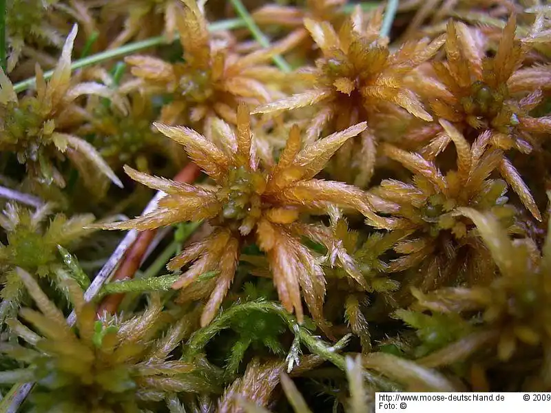Fotografie Sphagnum teres (Schimp.) Ångstr.