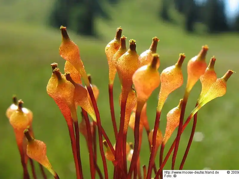 Sporophyt | Foto von Dr. Oliver Dürhammer