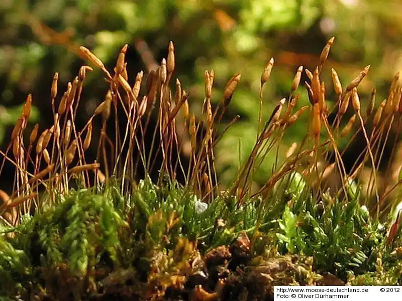 Habitus | Foto von Dr. Oliver Dürhammer