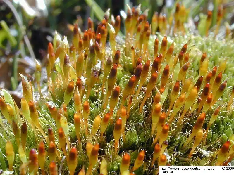 Habitus | Foto von Michael Lüth