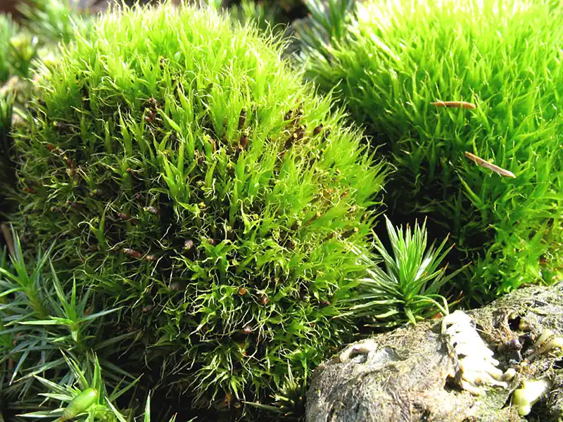 Habitus | Foto von Dr. Michael Schön