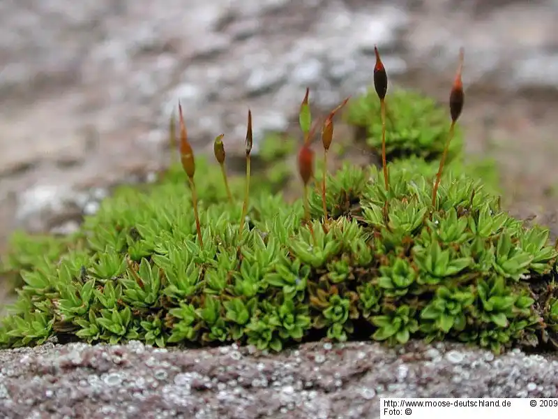 Habitus | Foto von Jan-Peter Frahm