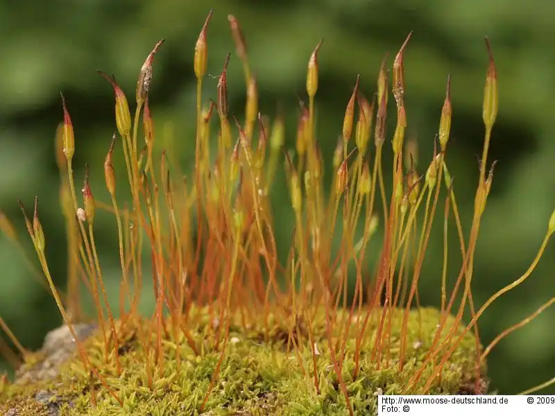 Fotografie Tortula marginata (Bruch & Schimp.) Spruce