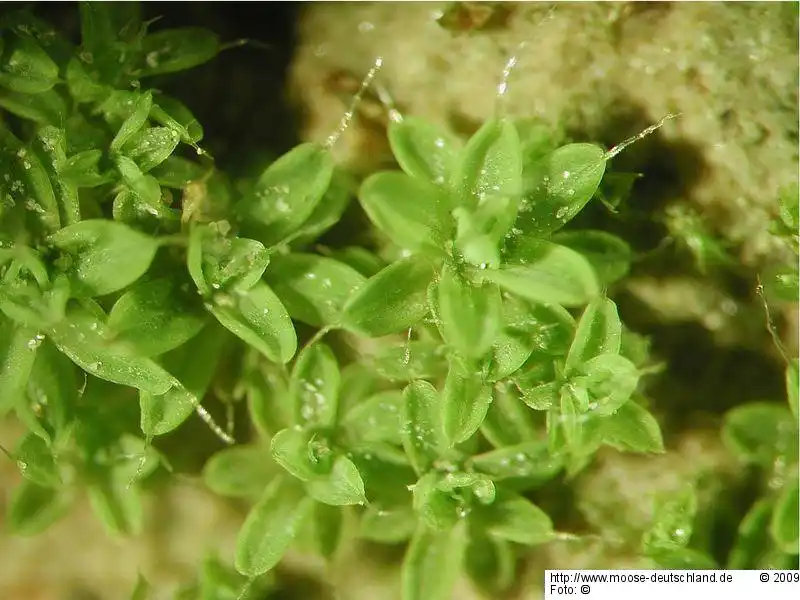 Fotografie Tortula brevissima Schiffn.