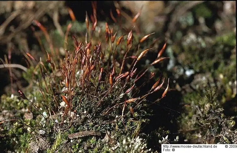 Fotografie Tortula canescens Mont.