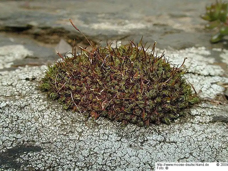 Fotografie Tortula inermis (Brid.) Mont.
