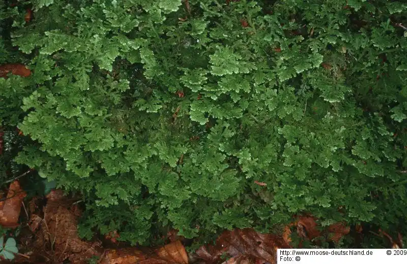 Fotografie Trichocolea tomentella (Ehrh.) Dumort.