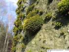 Ulota bruchii Hornsch. ex Brid.