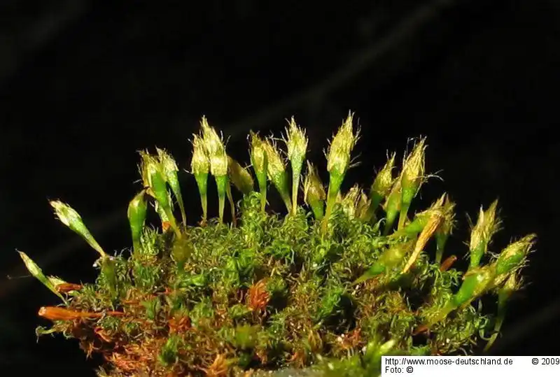 Habitus | Foto von Dr. Oliver Dürhammer
