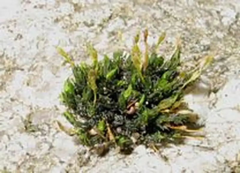 Habitus | Foto von Dr. Oliver Dürhammer