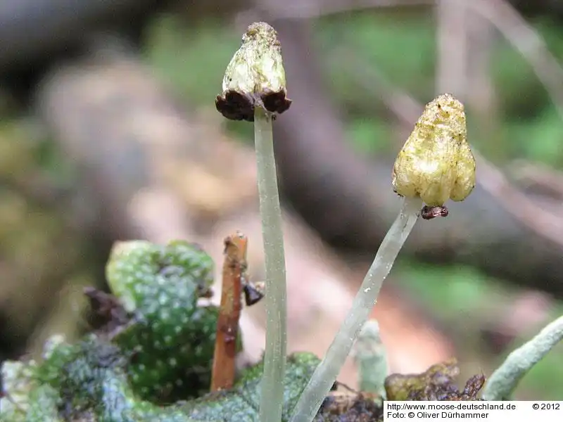 Sporophyt | Foto von Dr. Oliver Dürhammer