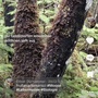 Frullania tamarisci