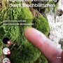 Vegetative Vermehrung bei Dicranodontium dennudatum