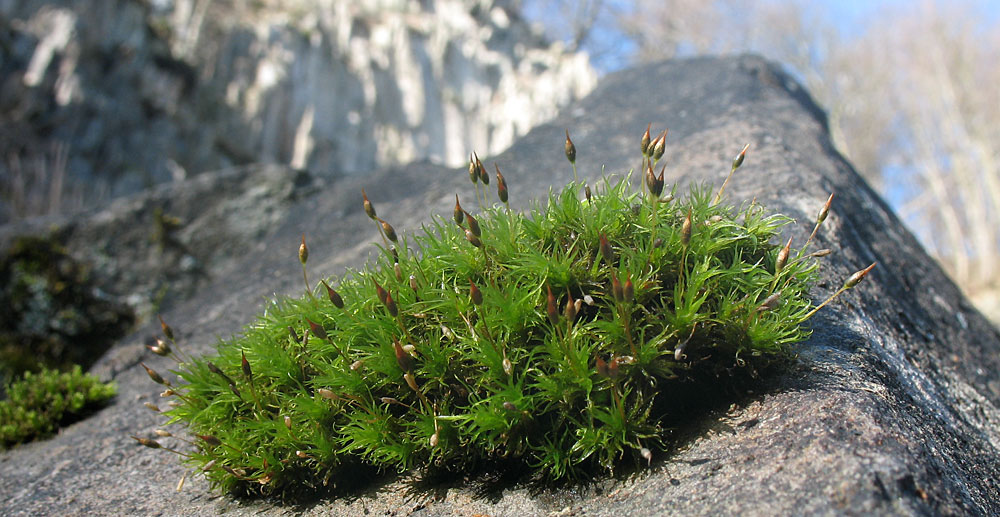 großes Dekobild: Ptychodium plicatum auf dem Ölberg bei Bonn